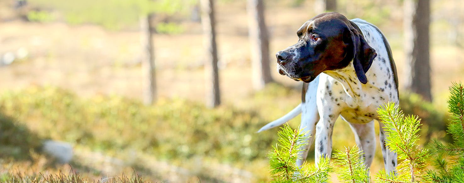 English Pointer Dog Names Popular Male and Female Names Wag!